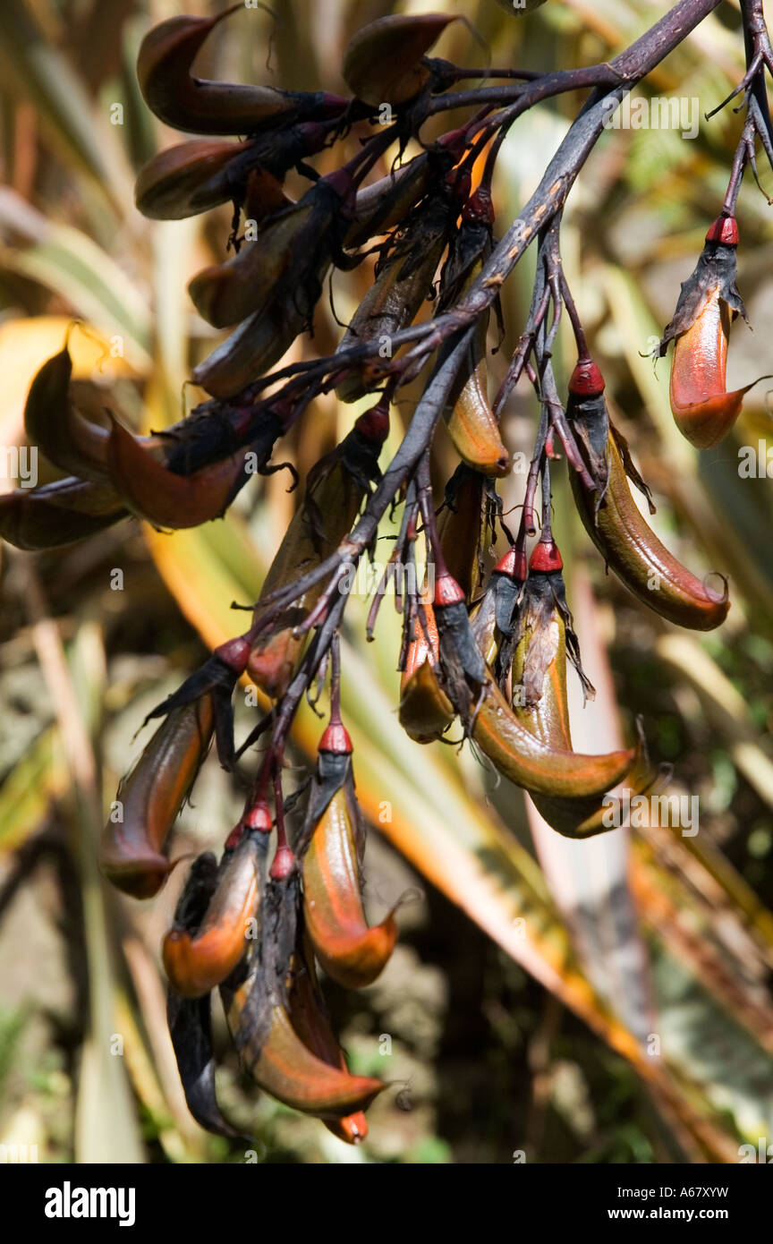 Stock photograph of the Seed pods of New Zealand Flax Stock Photo