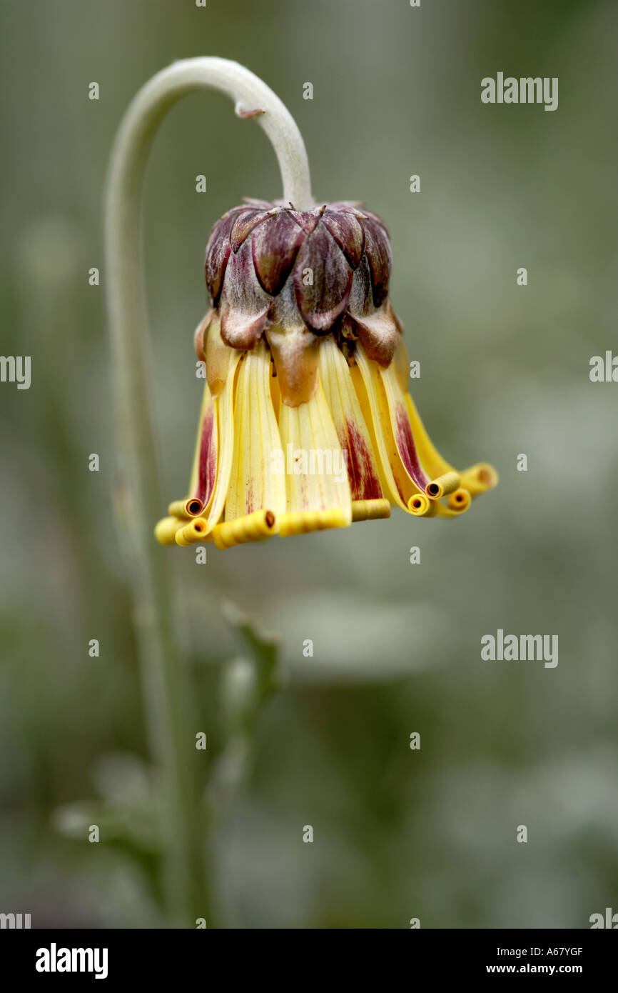 Single Silver arctotis Namaqua Daisy flower Stock Photo