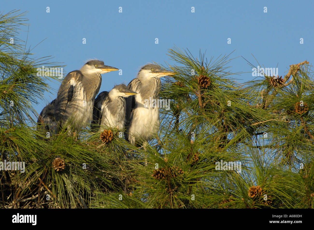 Young Grey Herons (ardea cinerea) Stock Photo