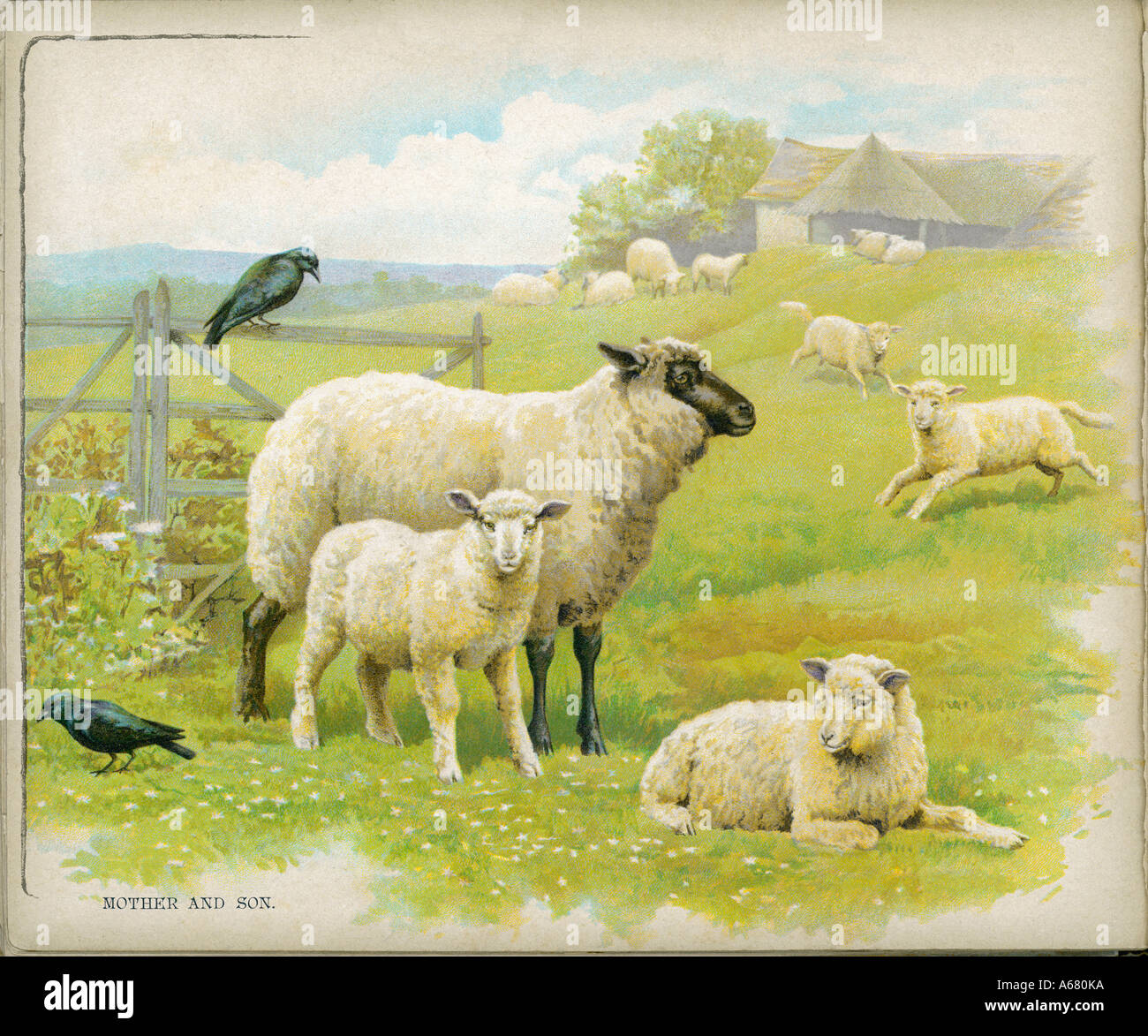 Sheep Lambs C1880s Stock Photohttps. person. www.alamy.com/sheep-lambs-c188...