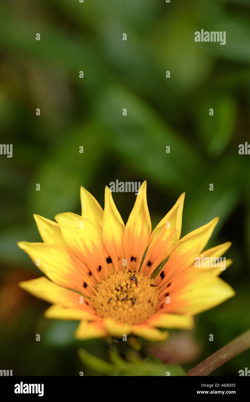 Yellow orange Gaznia Flower against green background Stock Photo