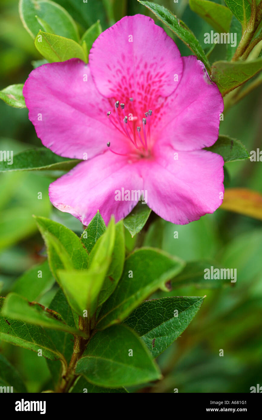 Close up of red Rhododendron Azalea flower Stock Photo