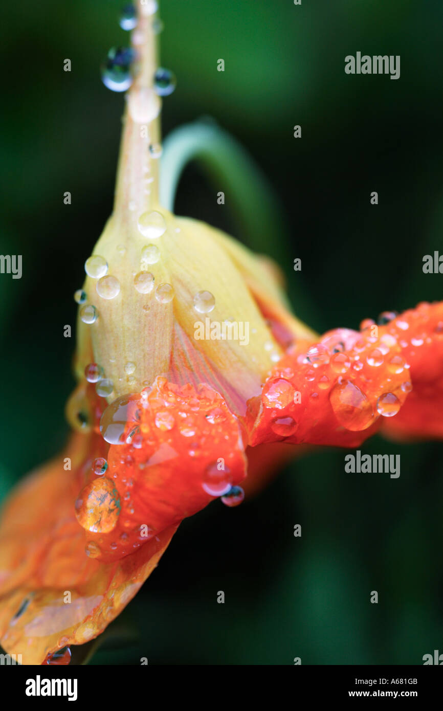 Close up of orange Nasturtium flower covered in water droplets Stock Photo
