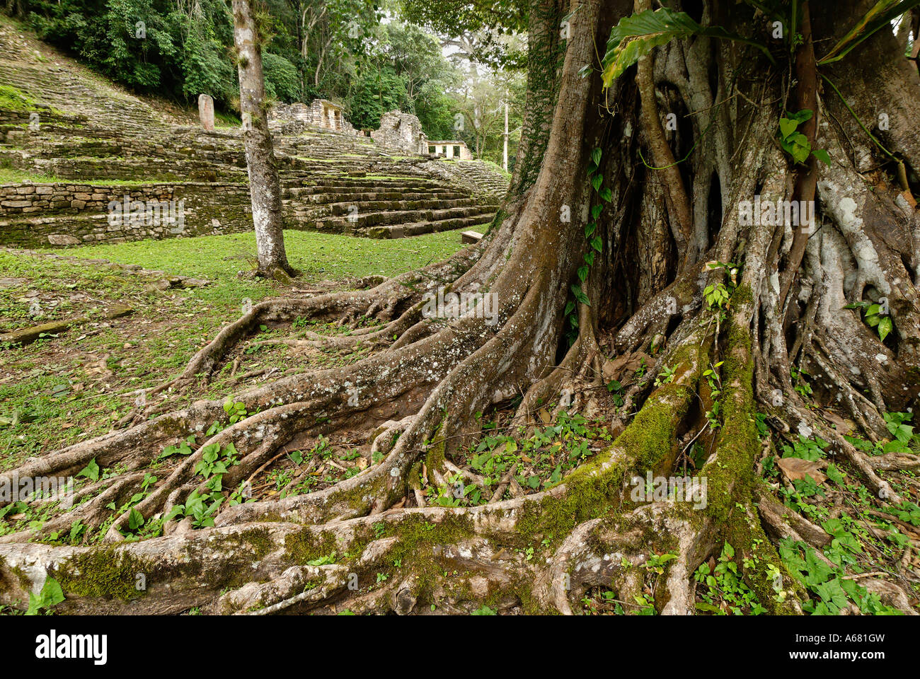 Maya site Yaxchilan, Selva Lacandona, Lakandonian Forest, Chiapas ...