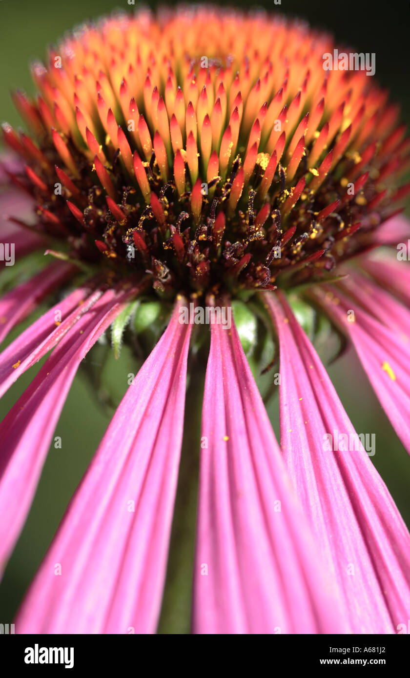 Close up of head of Coneflower Echinacea Stock Photo