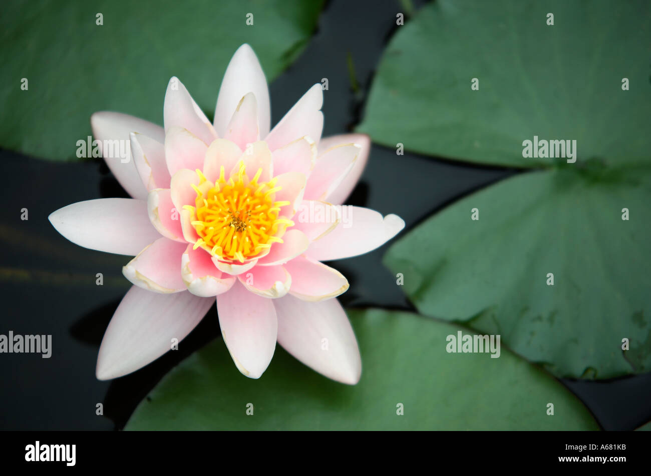 Flowering Pink yellow Waterlily on pond with lily leaves Stock Photo