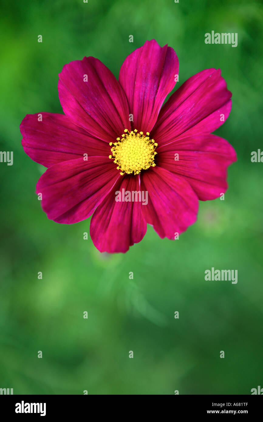 Single red Cosmos Flower, South Africa Stock Photo