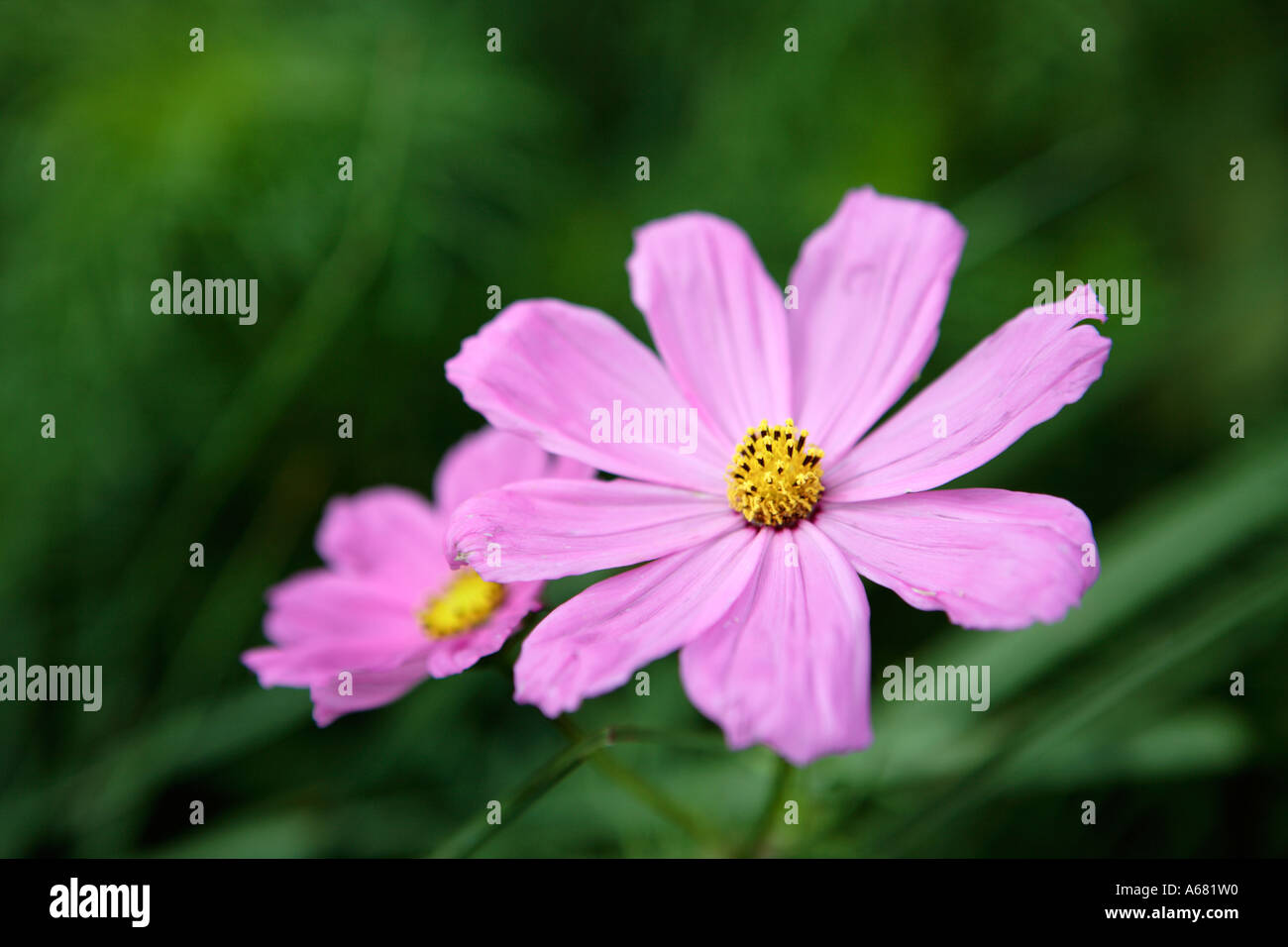 Pair of pink Cosmos Flowers South Africa Stock Photo