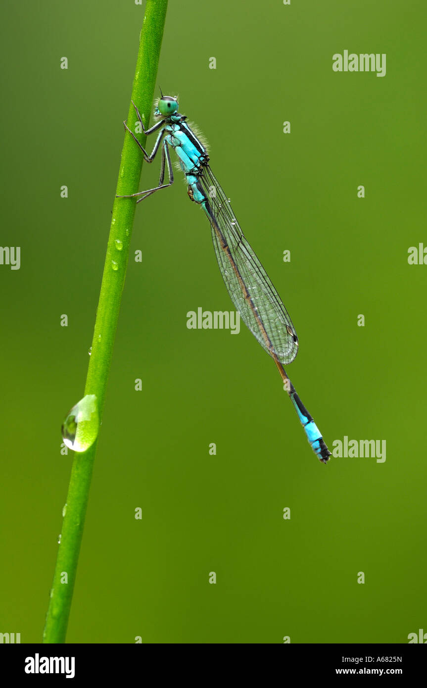 Blue tailed Damselfly (Ischnura elegans Stock Photo - Alamy