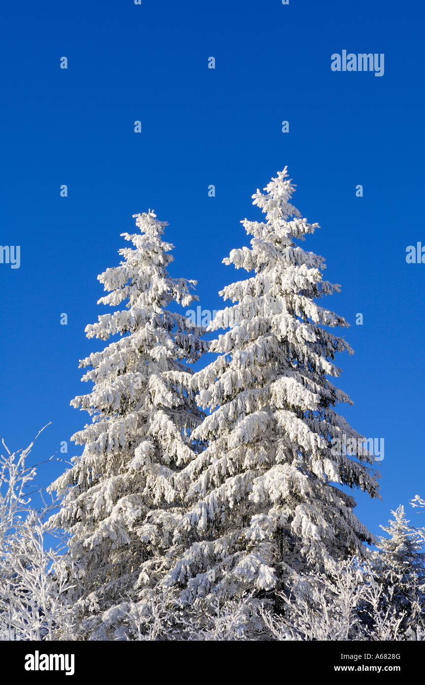 Snow-covered firs Picea abies Stock Photo
