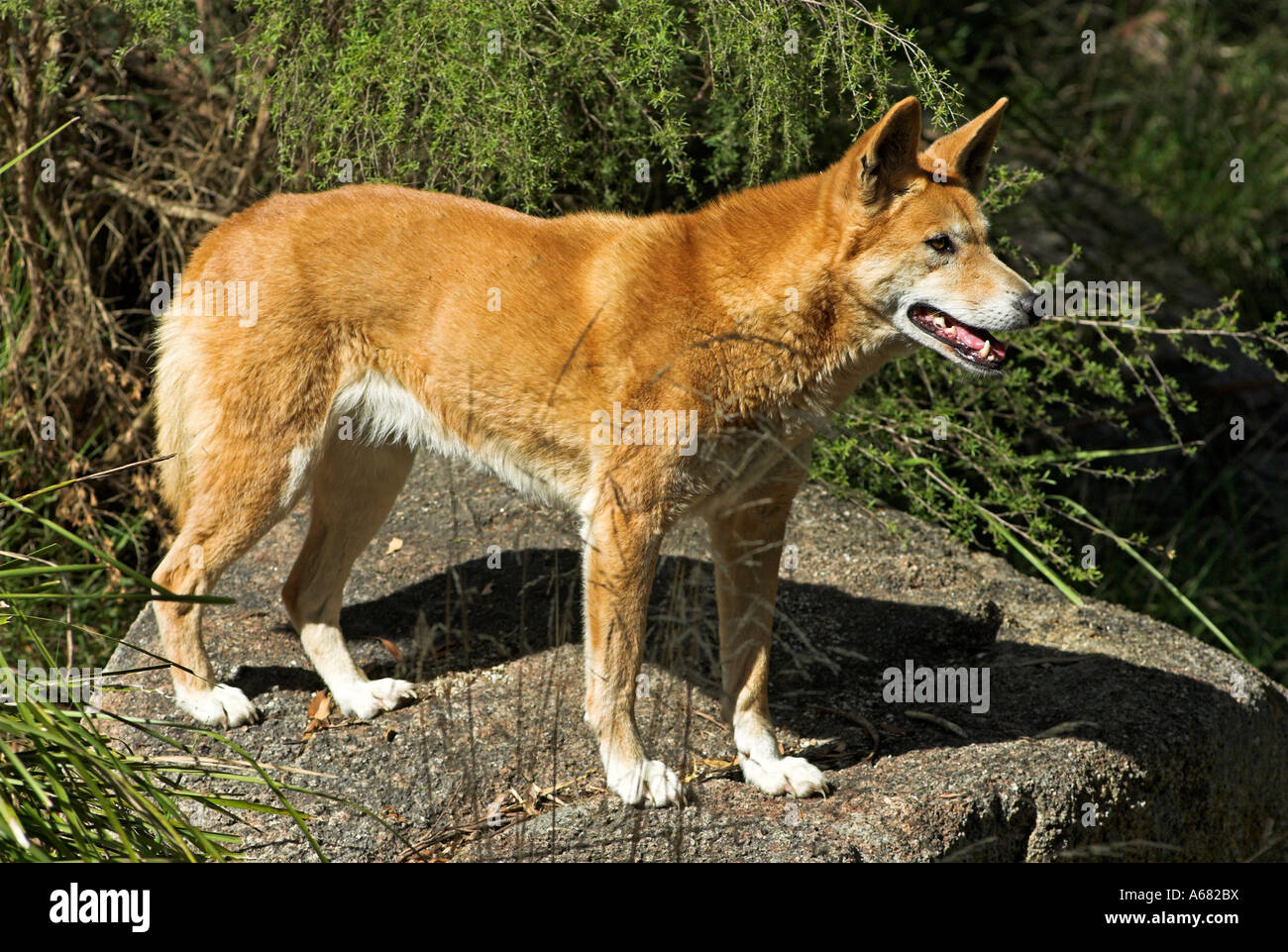 Dingo at the Healesville Sanctuary near Melbourne, State of Victoria, Australia Stock Photo