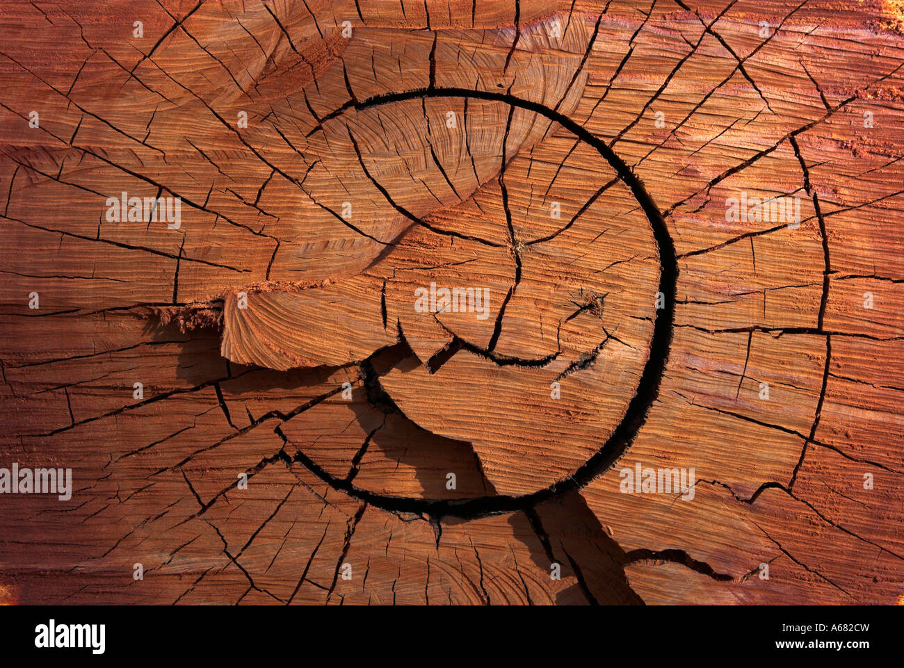 Cutting down eucalyptus tree hires stock photography and images Alamy