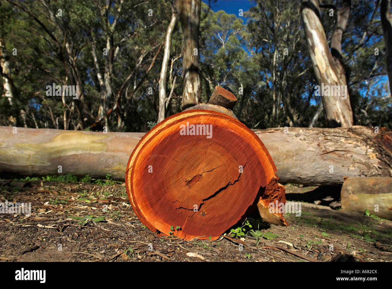 Cutting down eucalyptus tree hires stock photography and images Alamy