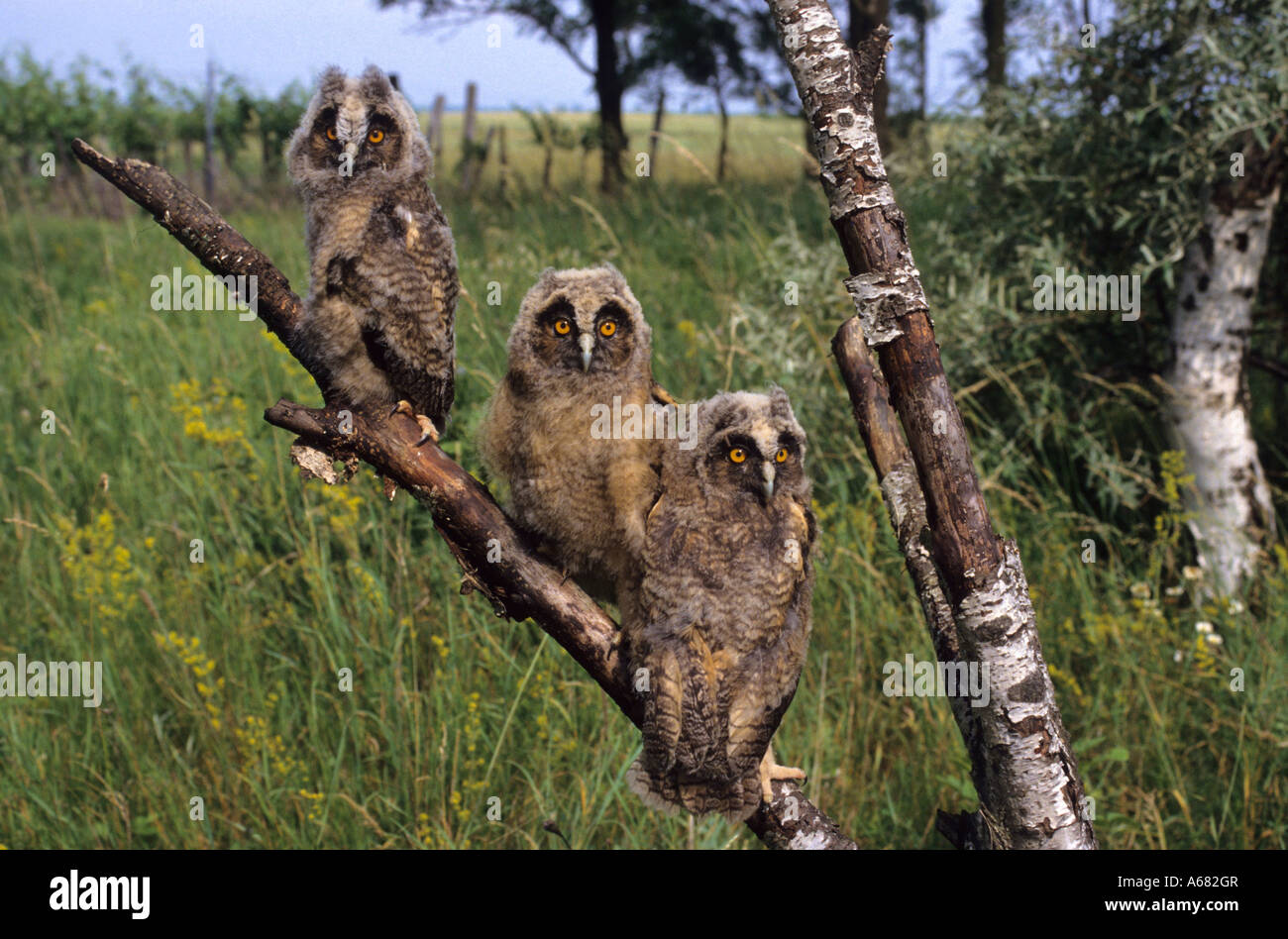 Long eared owl (Asio otus) squabs Neusiedlersee Austria Stock Photo