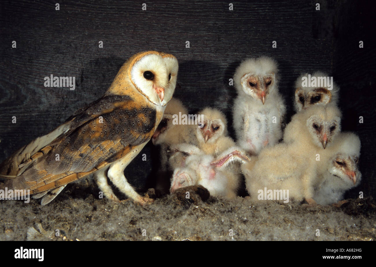 Barn owls (Tyto alba) family owls adult with chicks Stock Photo