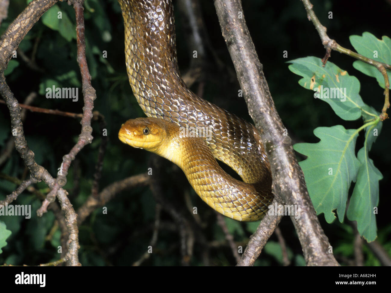 Aesculapian snake (Elaphe longissima) in bush Neusiedlersee Austria Stock Photo