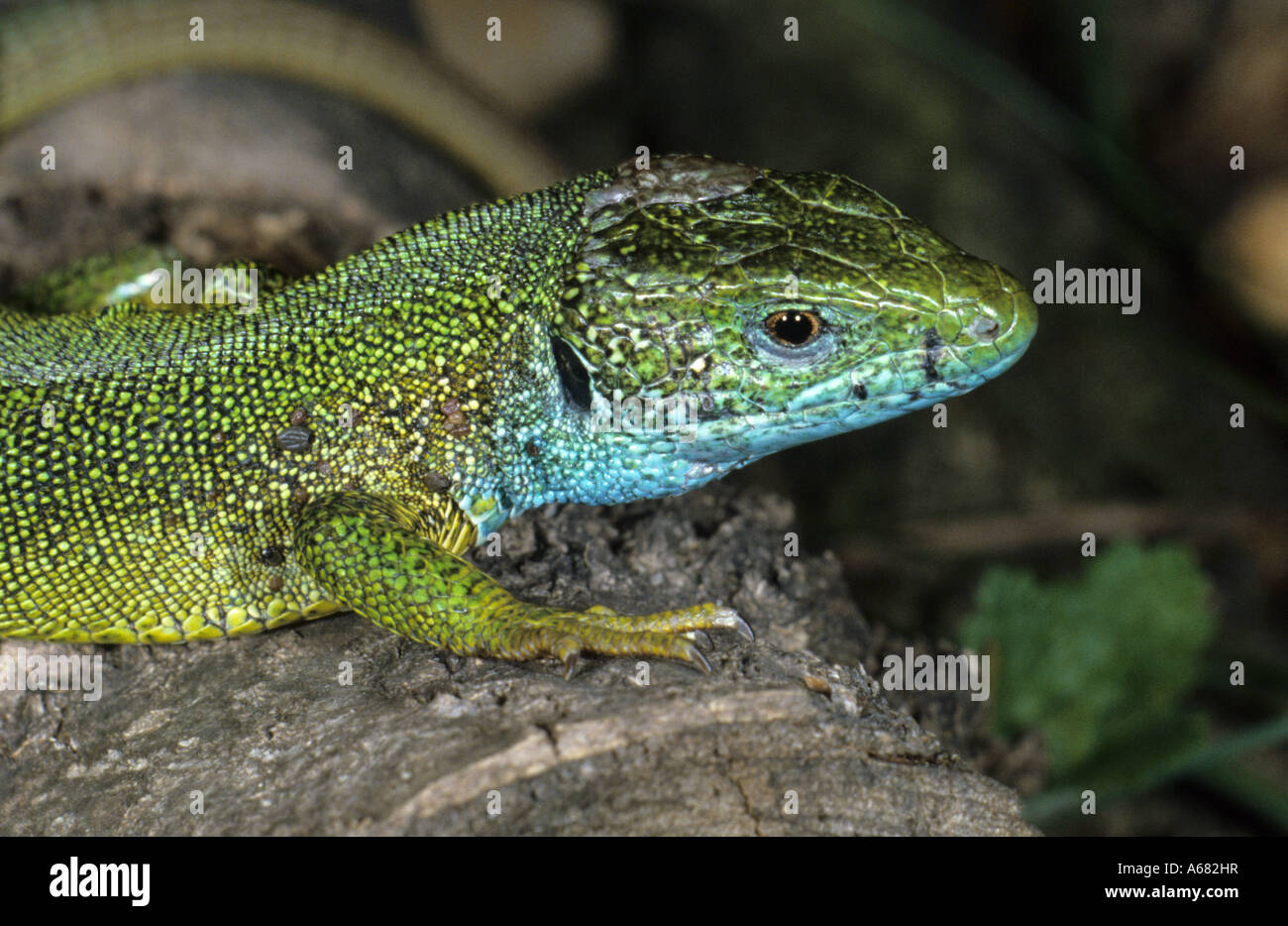 Eastern green lizard (Lacerta viridis) male Stock Photo