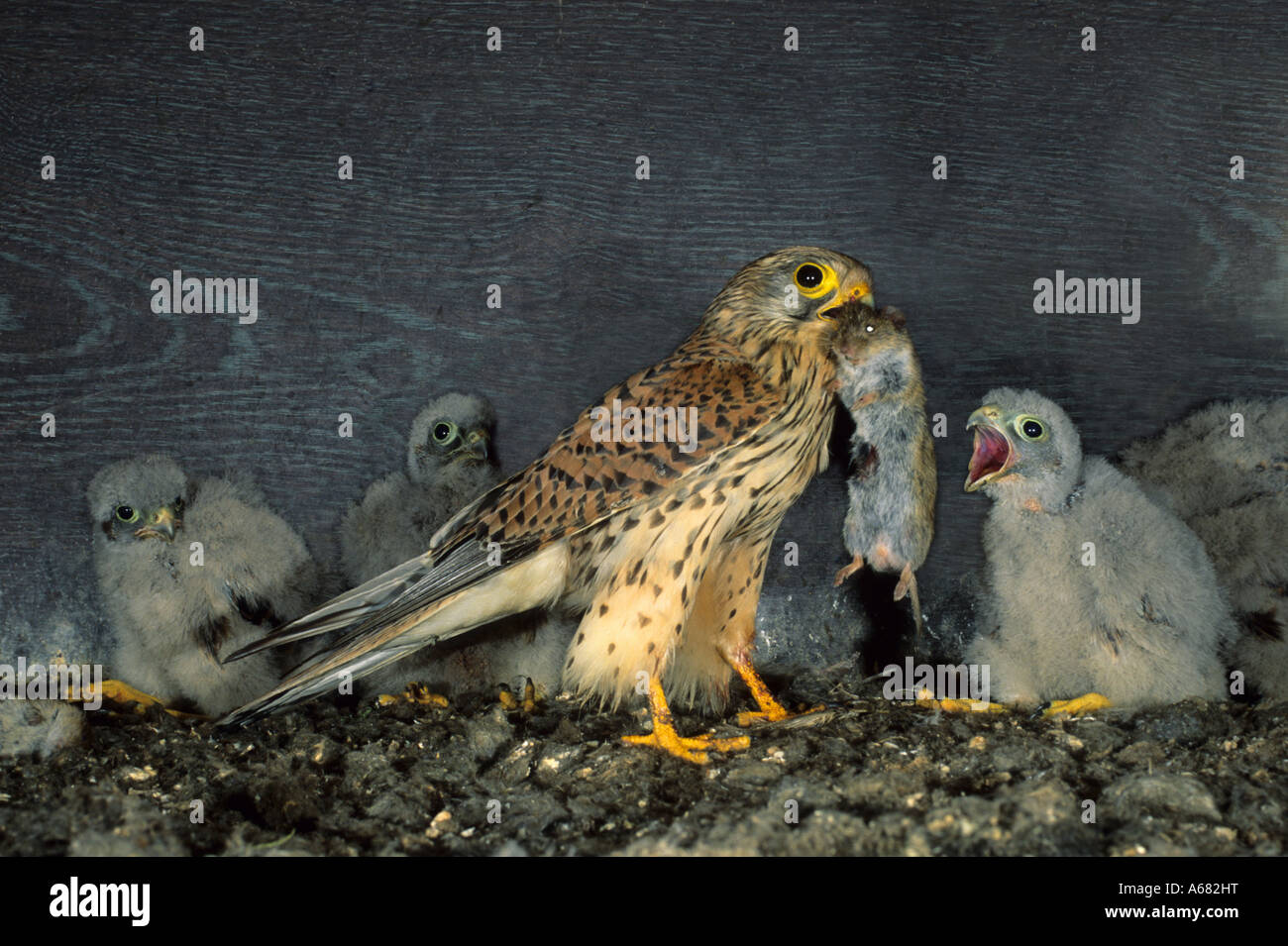 Kestrel (Falco tinnunculus) family falcons diurnal birds of prey Falconiformes) adult with mouse Stock Photo