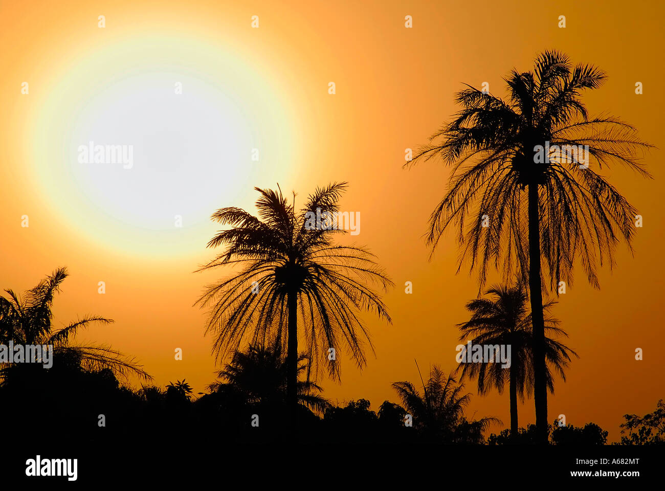 Palm-trees outlined against a sunset sky, The Gambia, Africa Stock Photo