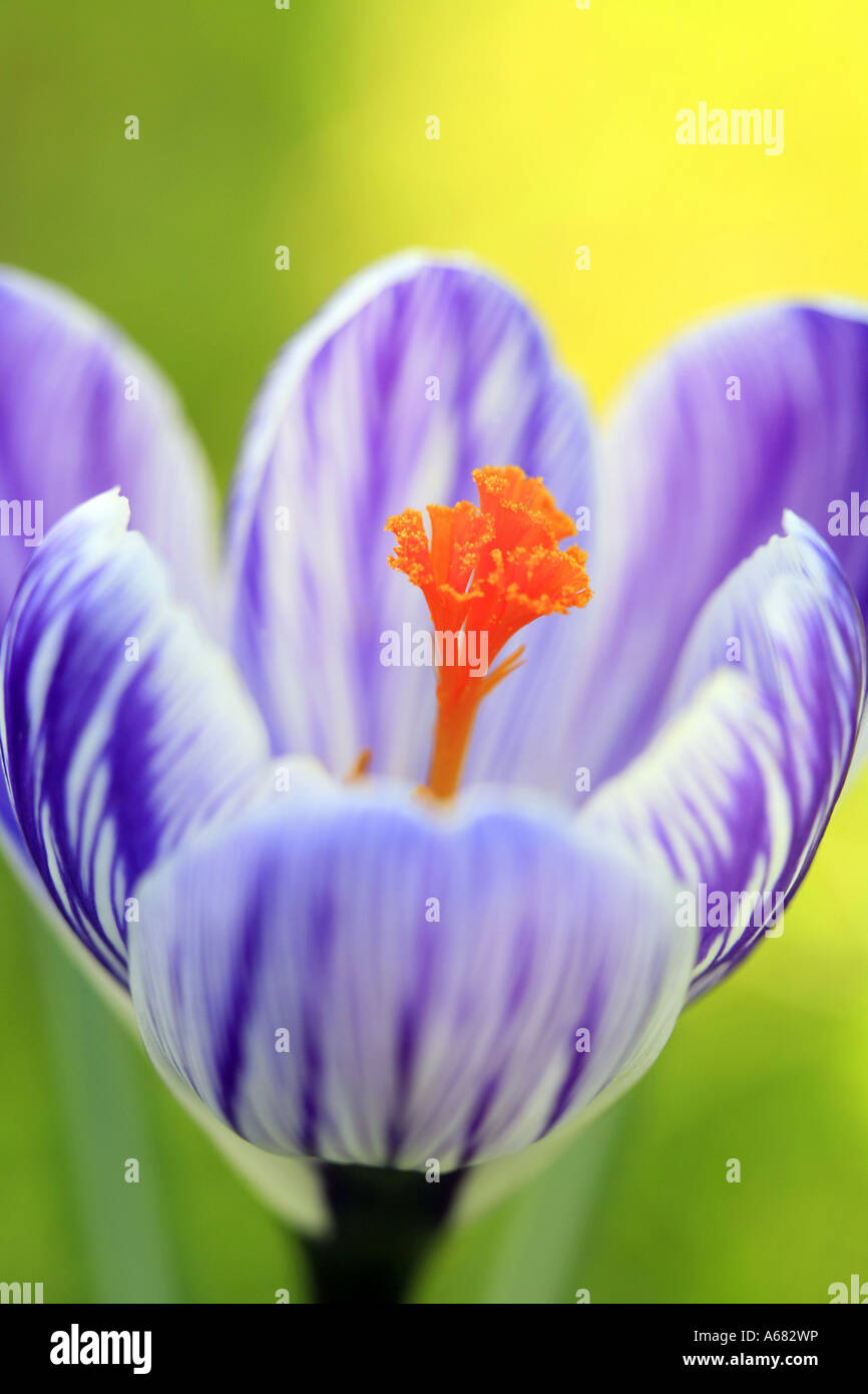 Crocus blossom close up with pistil and style Stock Photo