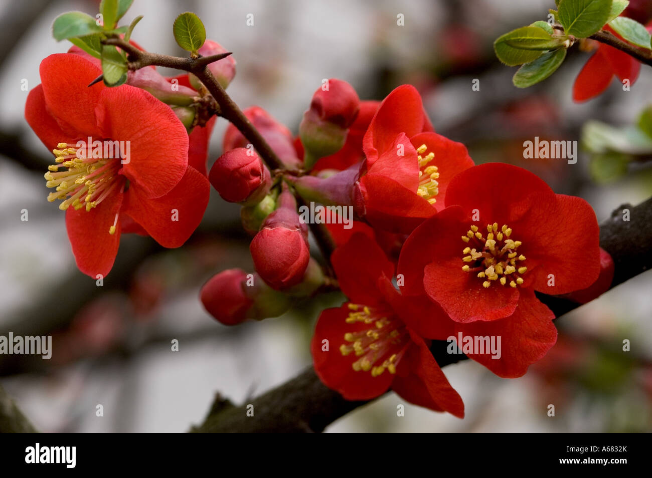 Shrub with red flowers flowering quince ( Chaenomeles Stock Photo Alamy
