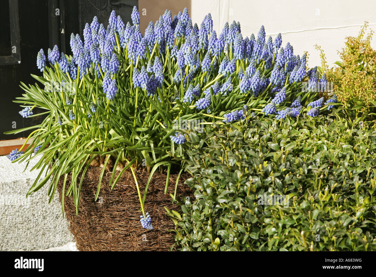 mass planted muscari Stock Photo