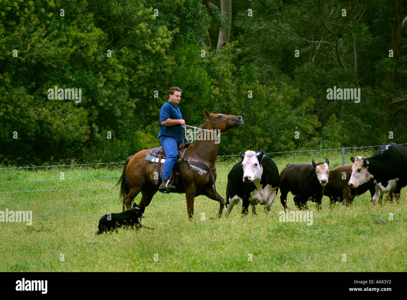 A rider on an Australia Quarter horse rounds up Cattle in Kangaroo