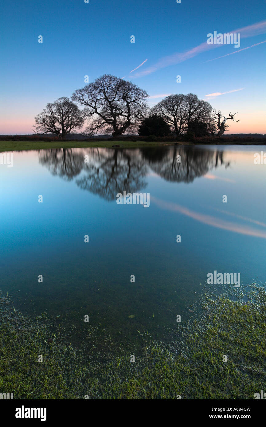 Silhouetted oak trees reflect in a still pond, New Forest National Park Stock Photo