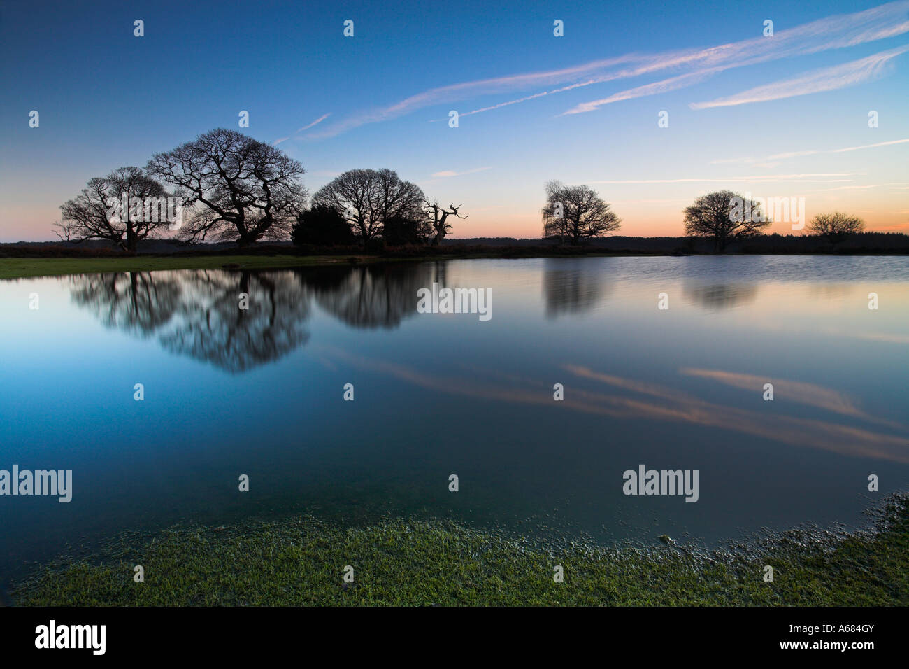 Silhouetted oak trees reflect in a still pond, New Forest National Park Stock Photo