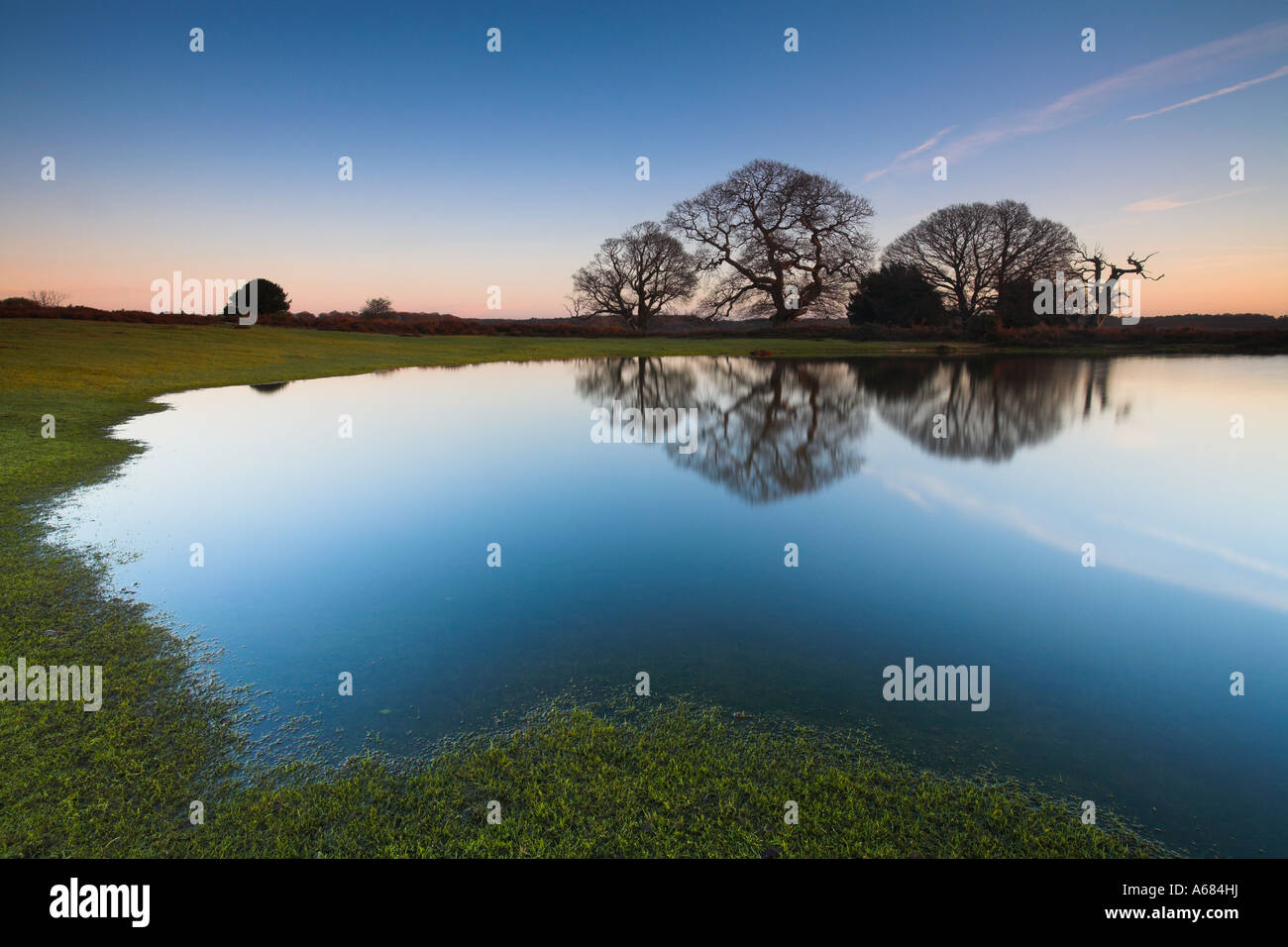 Pond and trees with reflections, New Forest National Park, Hampshire Stock Photo