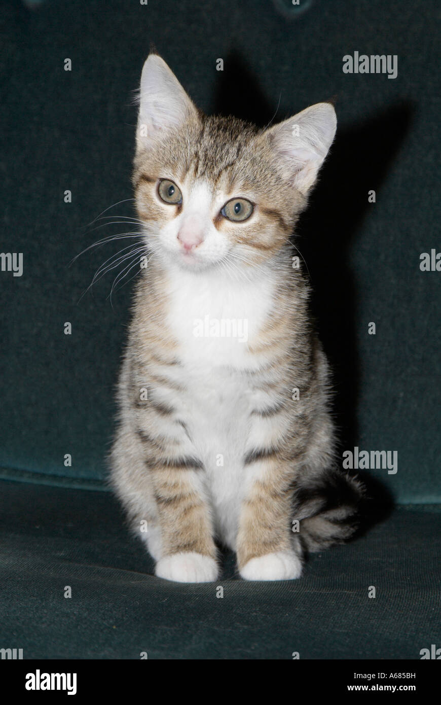 Sitting Pretty a young kitten sitting on a chair Stock Photo - Alamy