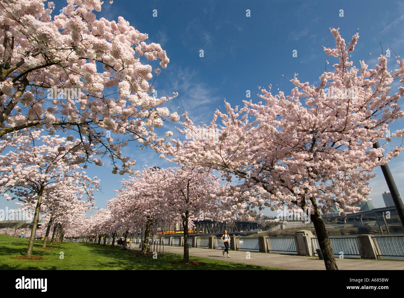 Cherry blossoms in full bloom near the Japanese American Historical Plaza, Waterfront Park