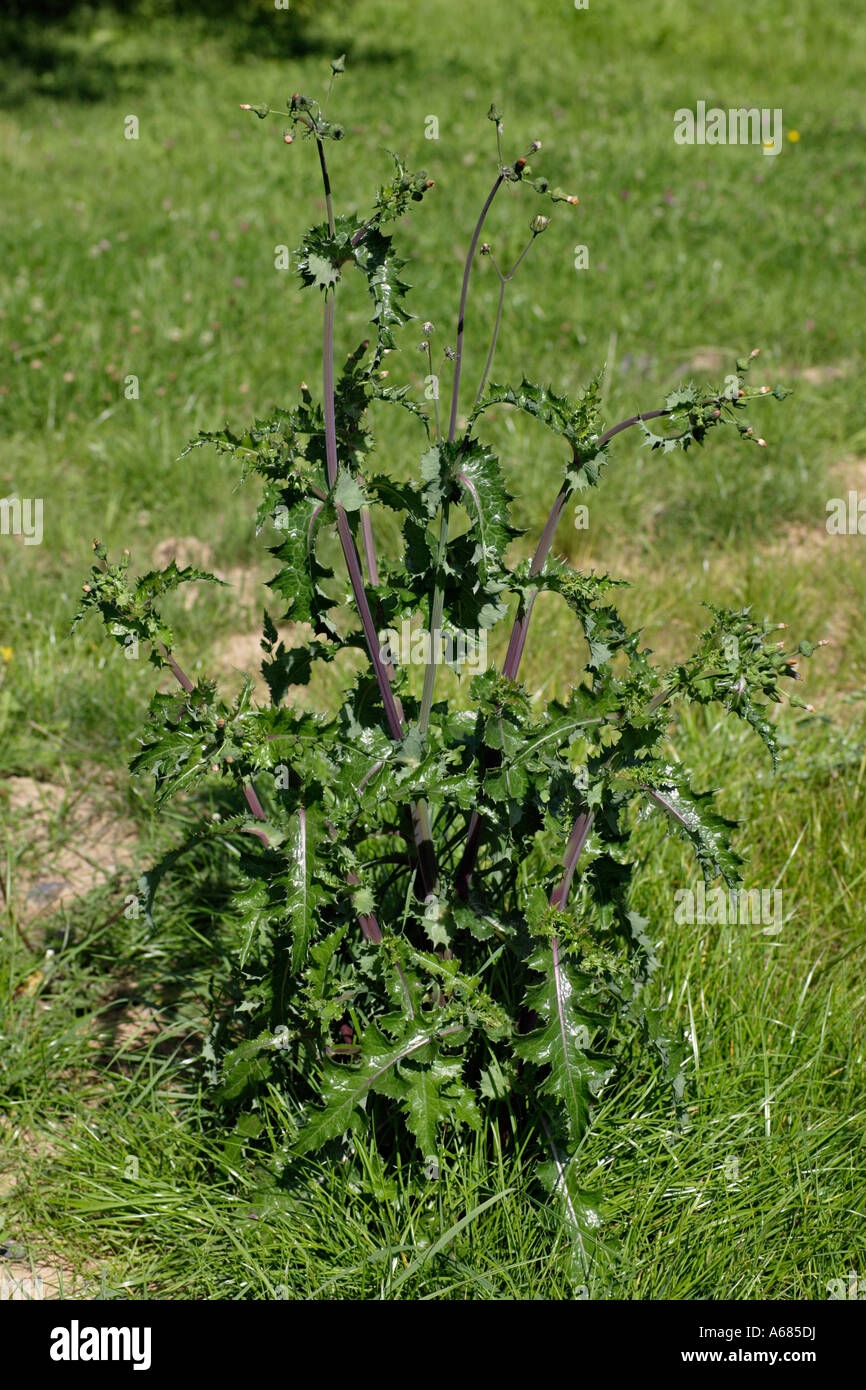 Sow Thistle (Sonchus arvensis) plant on meadow Stock Photo