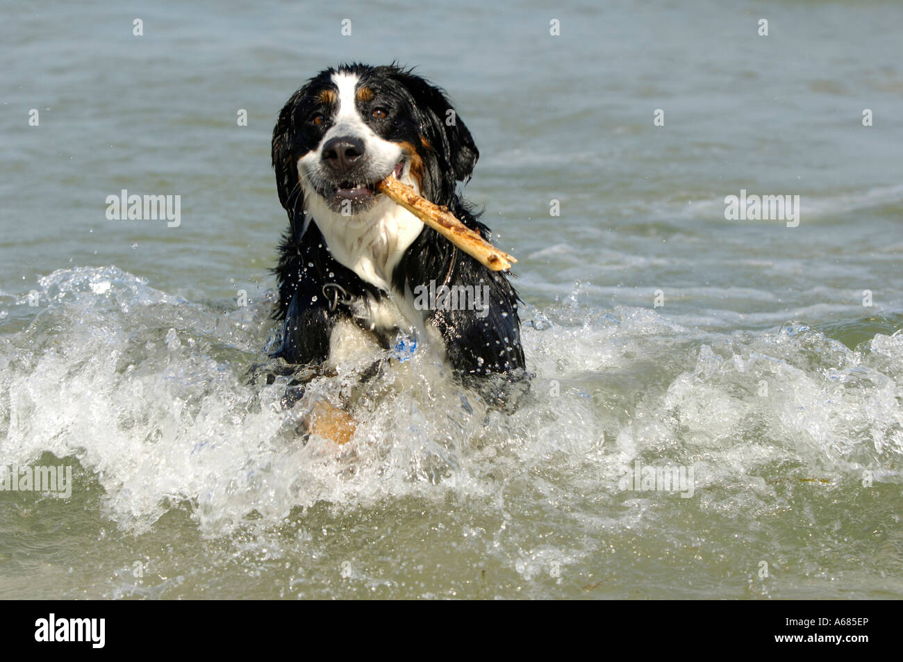 Bernese Mountain Dog (Canis lupus familiaris) retrieving stick from the sea Stock Photo