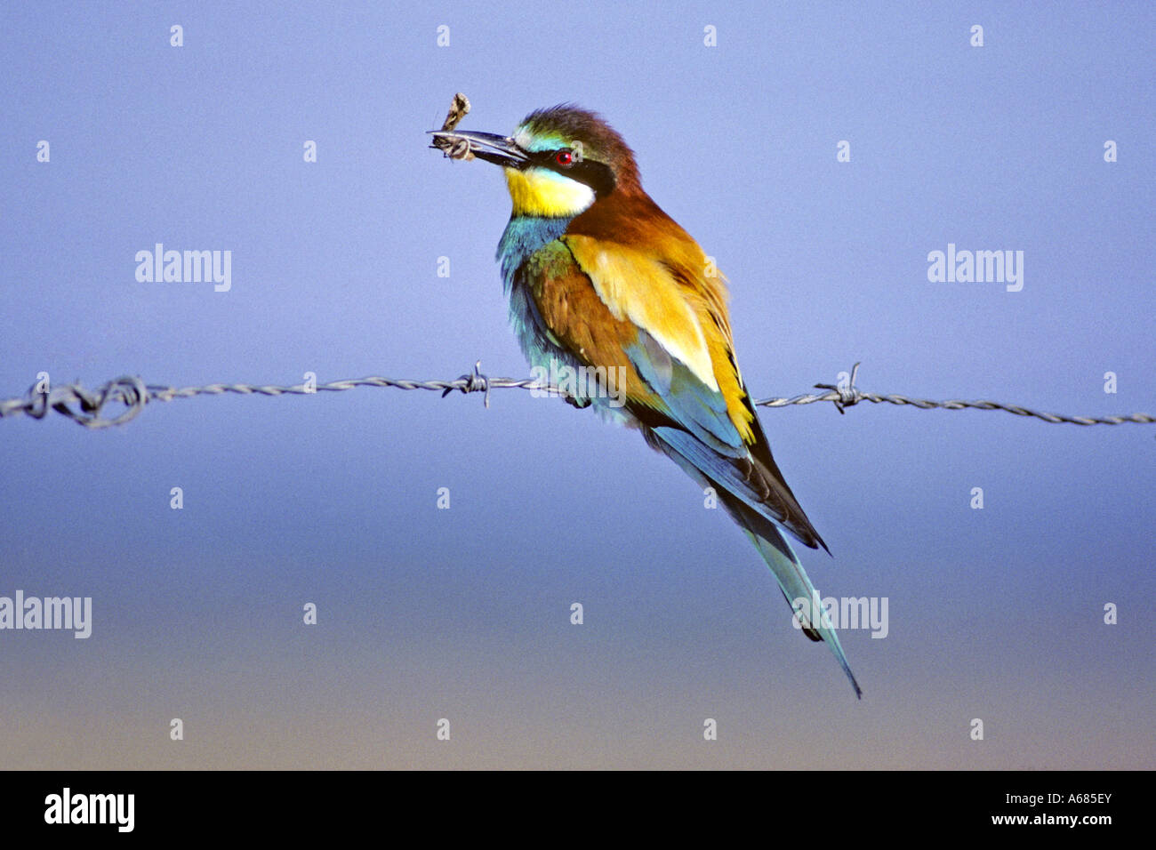 European Bee eater (Merops apiaster) perched on barbed wire with caught moth in its beak Stock Photo