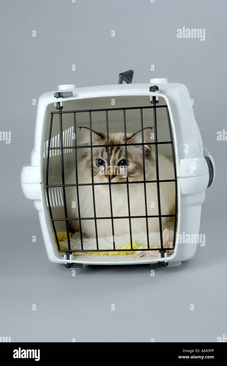 transport box cat