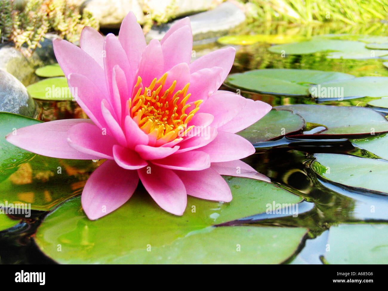 pink waterlily on pond among leaves Stock Photo