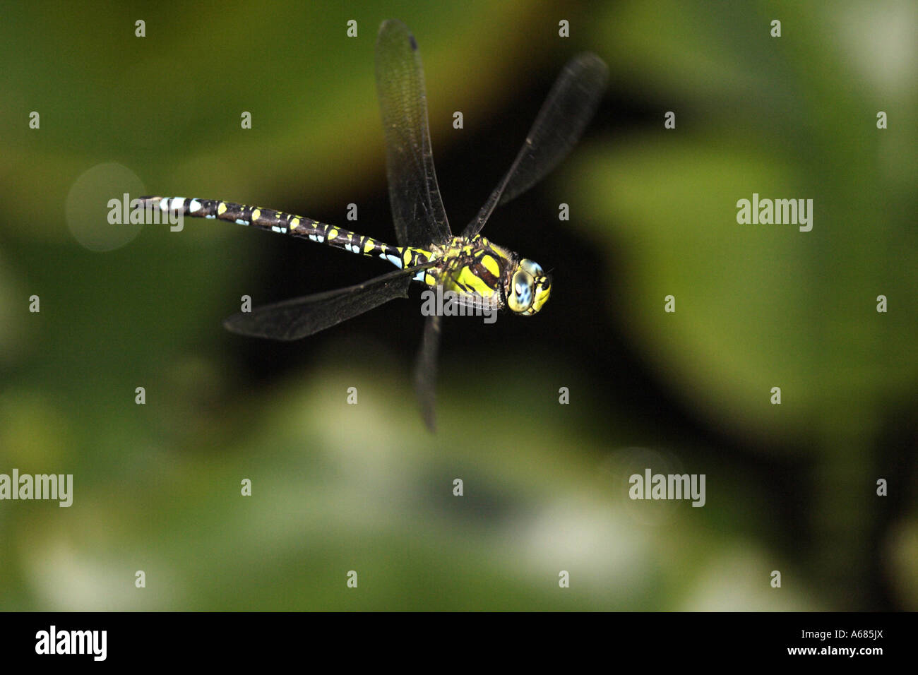 Southern Hawker, Blue Darner (Aeshna cyanea) in flight Stock Photo
