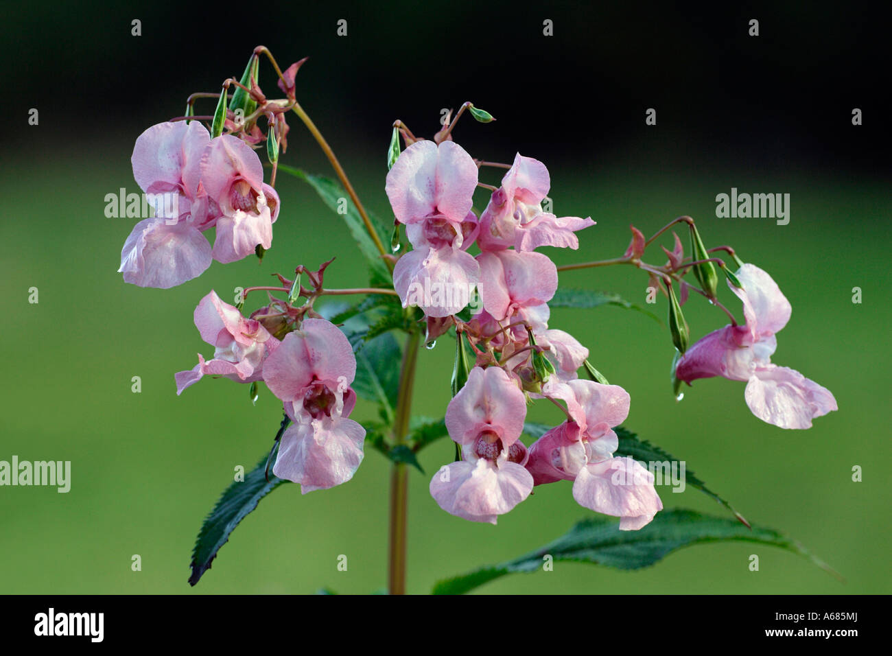Himalayan Balsam (Impatiens glandulifera), flowering Stock Photo