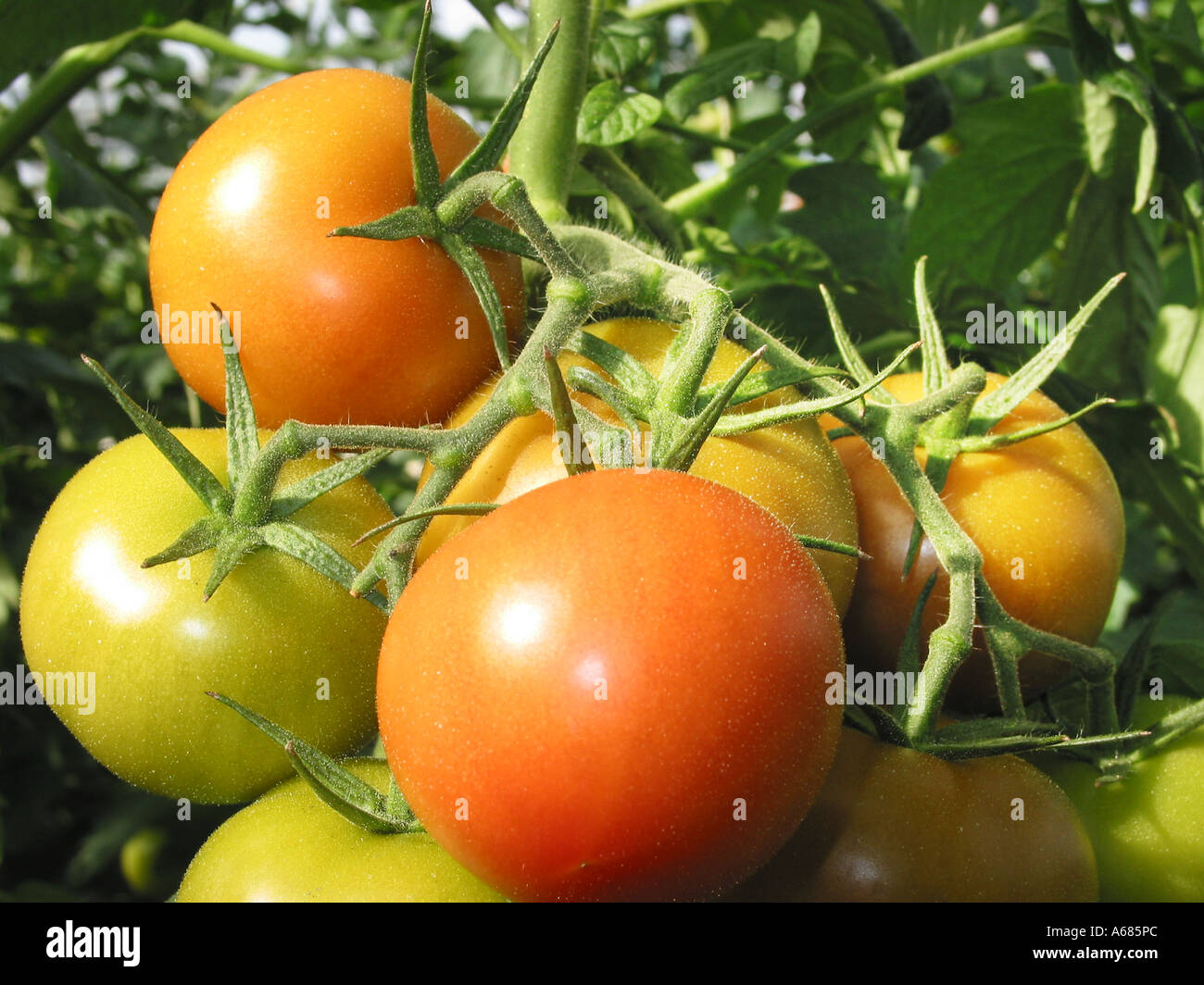 Red and green tomatoes on a tree Stock Photo