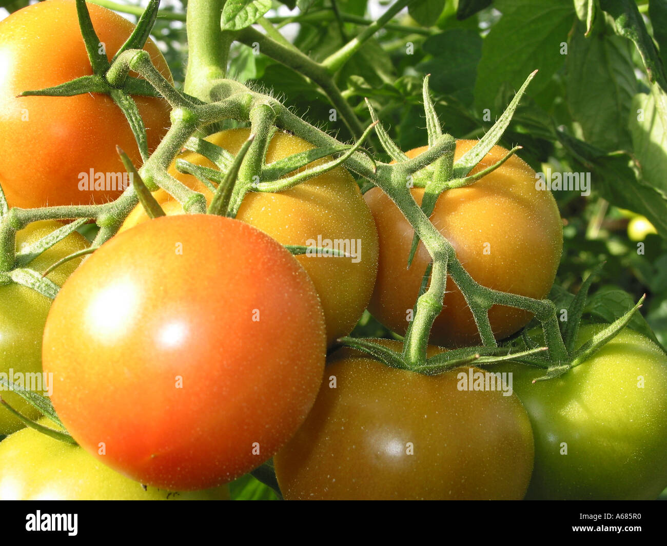 Red and green tomatoes Stock Photo