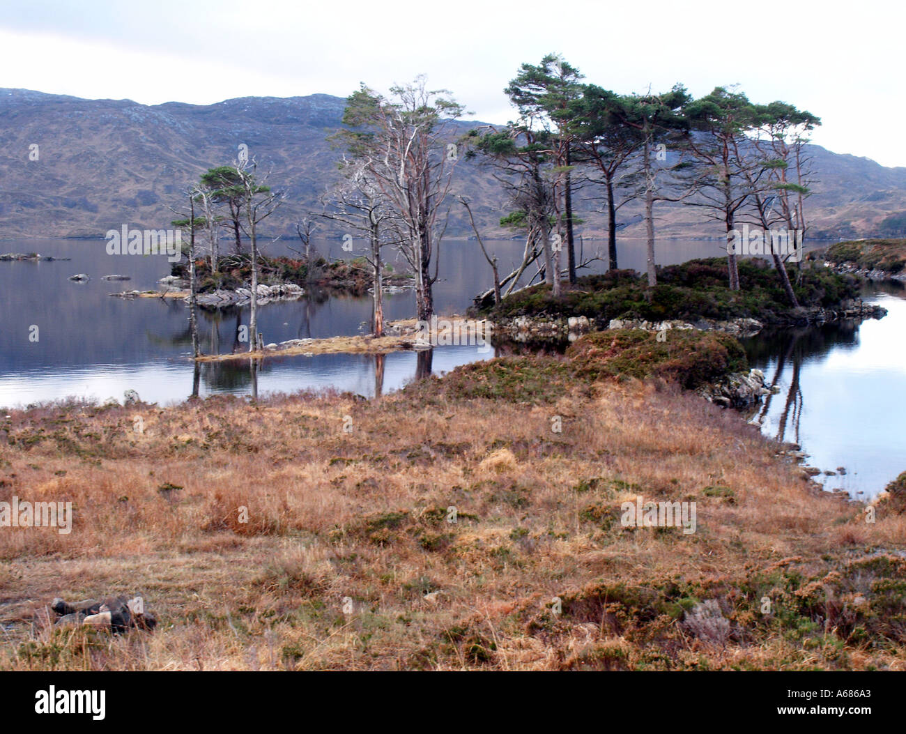 Stand of trees Stock Photo Alamy