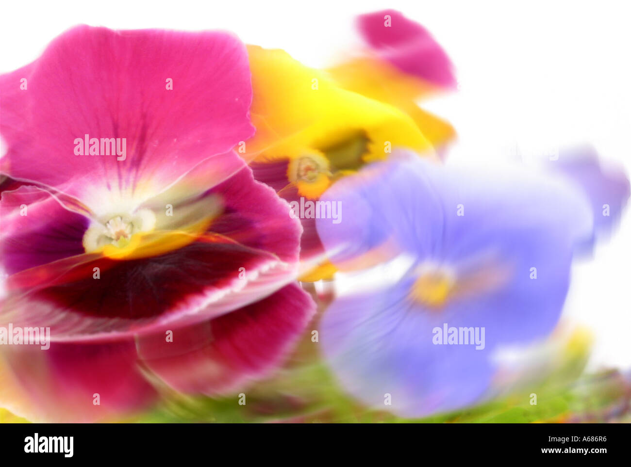 red and blue blurred pansy violets, digital manipulation Stock Photo