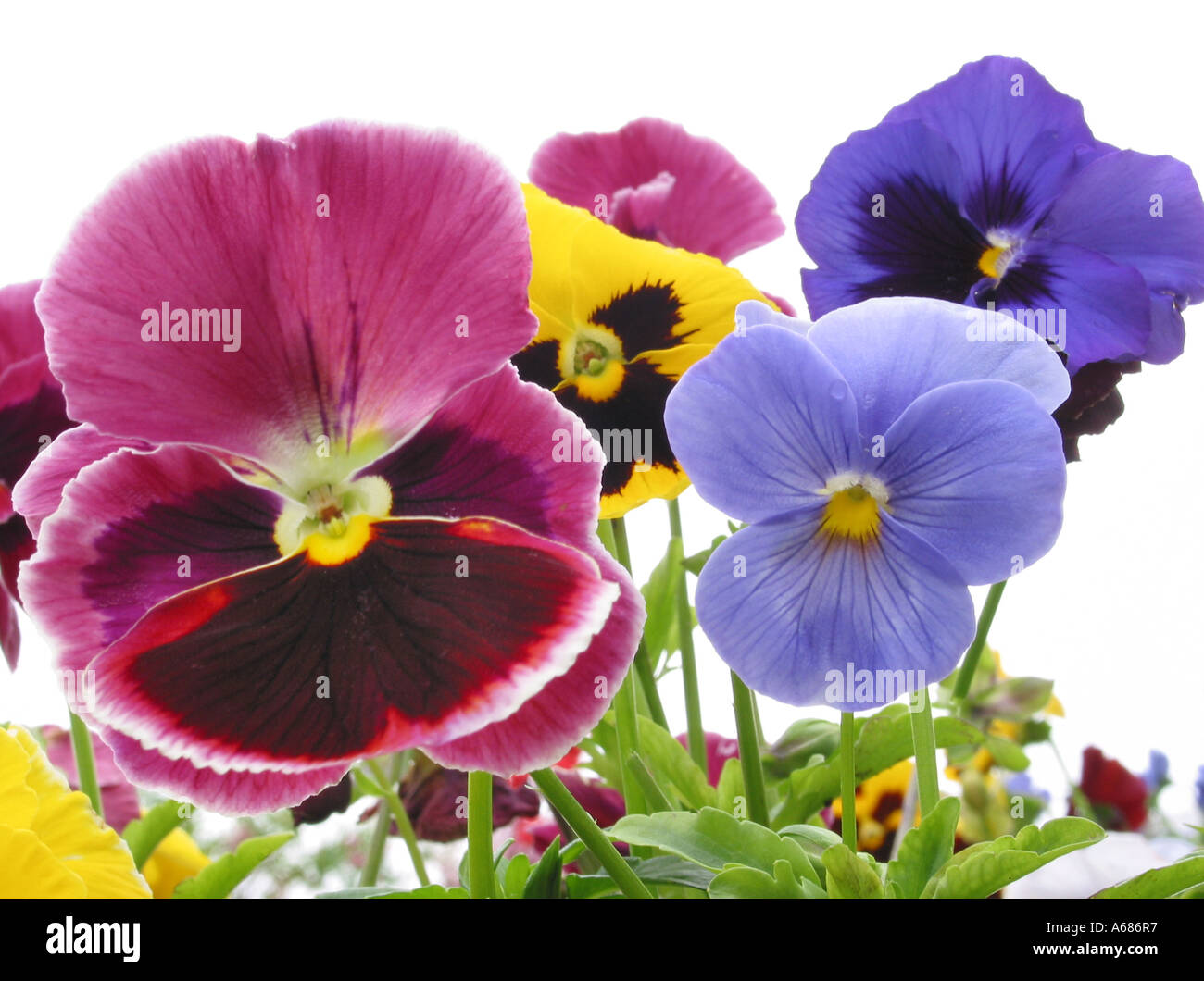 red and blue pansy violets Stock Photo Alamy