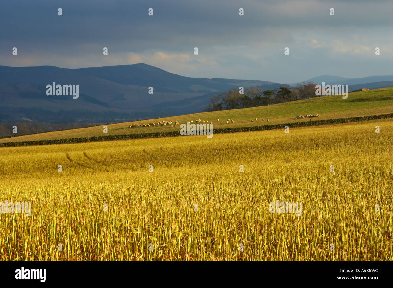 Scotland, Scottish Border, Peebles. Fields against a backdrop of hills ...