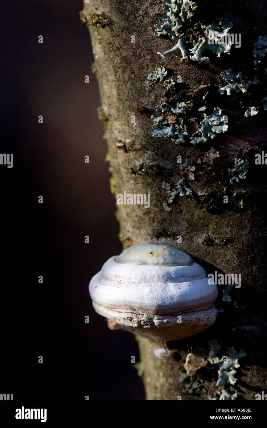 Polypore growing on a trunk of dead birch tree Stock Photo