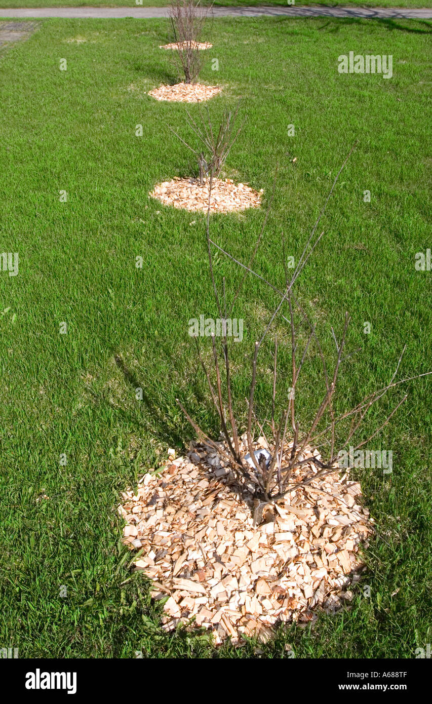 Wood chips scattered around planted bushes. This prevents weed from growing and keeps roots moist , Finland Stock Photo