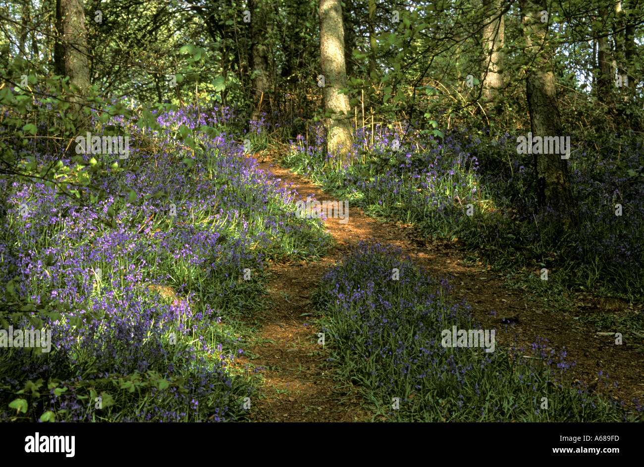 BLUEBELLS AND PATH IN ECCLESALL WOODS SHEFFIELD SOUTH YORKSHIRE ENGLAND Stock Photo