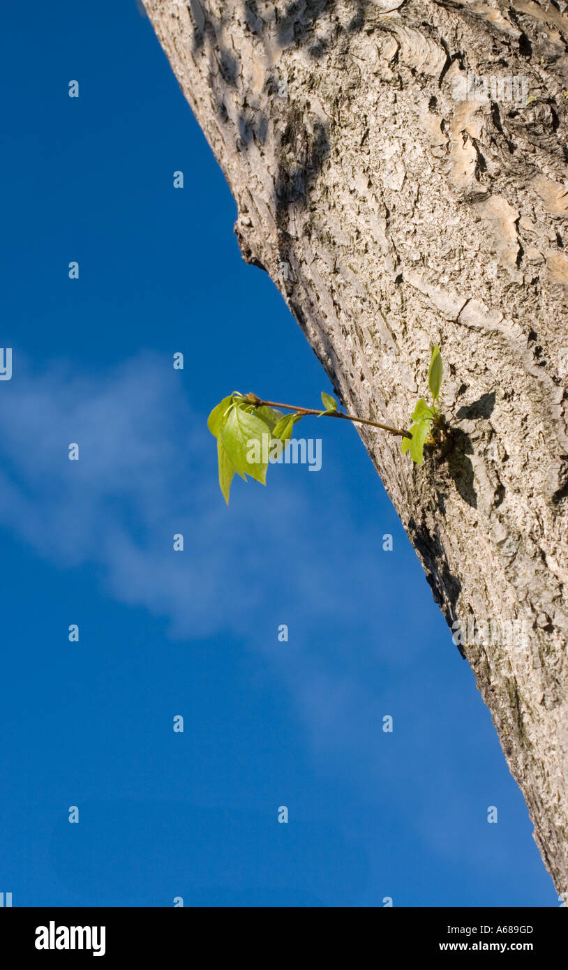 Lonely tree growing out hi-res stock photography and images - Alamy