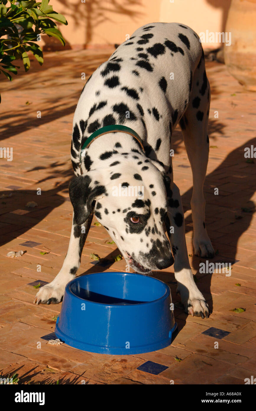 Dalmatian eating in his plate Stock Photo Alamy